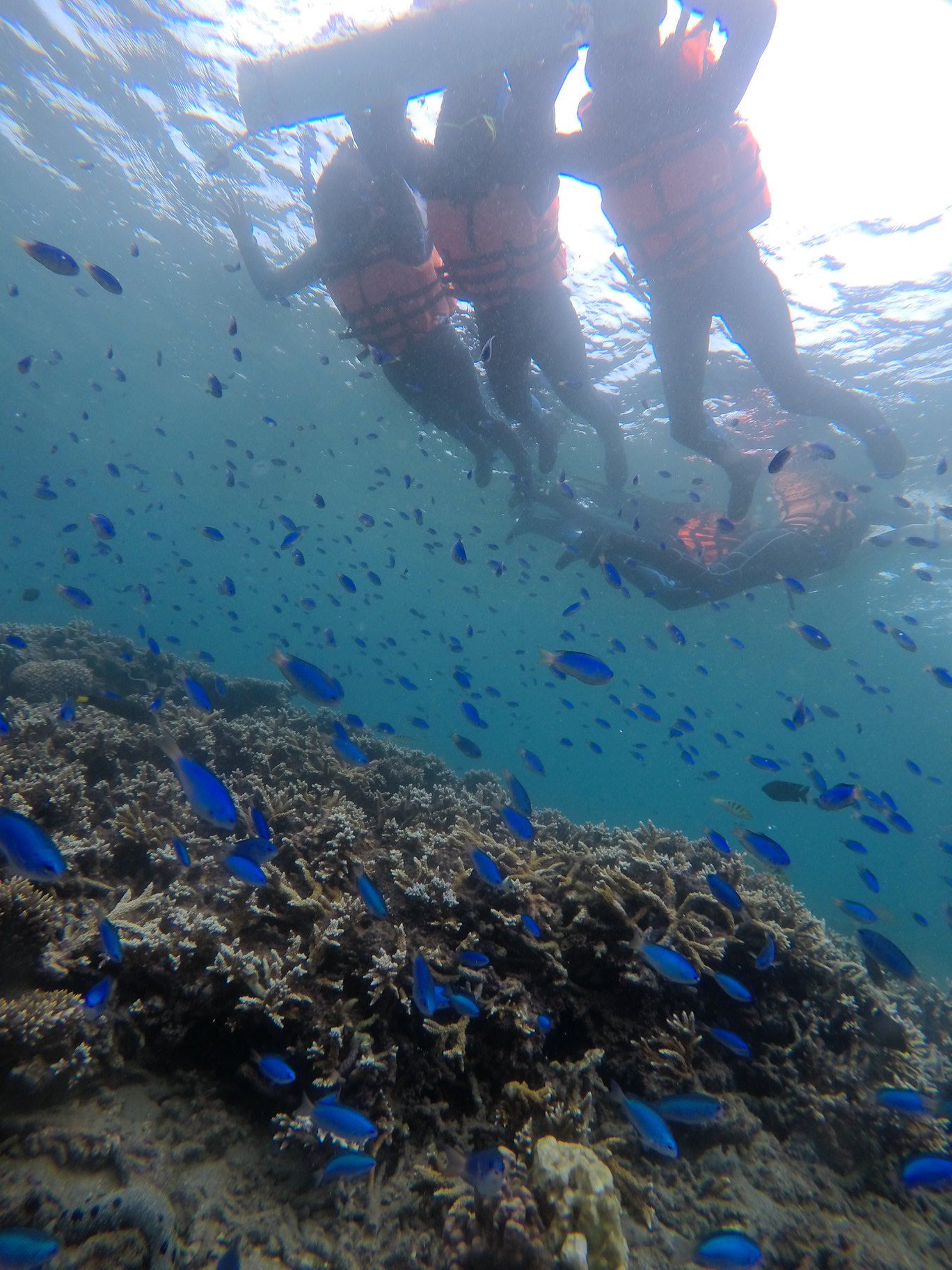 澎湖旅遊-專業浮潛